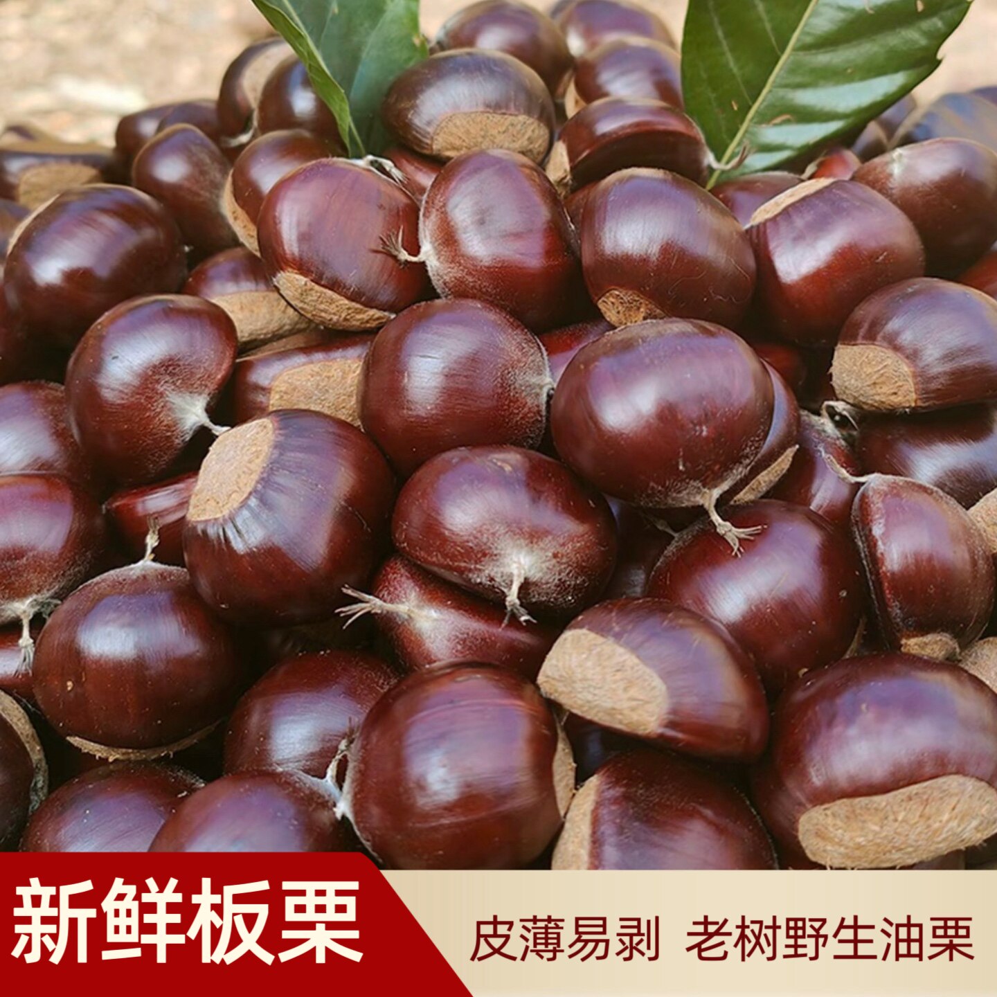 新鲜生板栗黄心皮薄油栗软糯香甜新鲜板栗/板栗仁