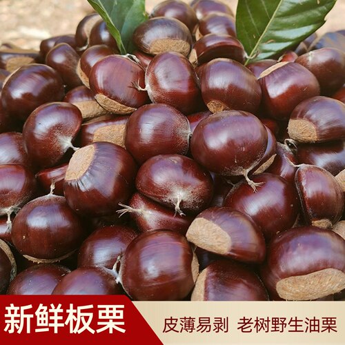 新鲜生板栗黄心皮薄油栗软糯香甜易剥皮当季现摘野生毛栗产地直发