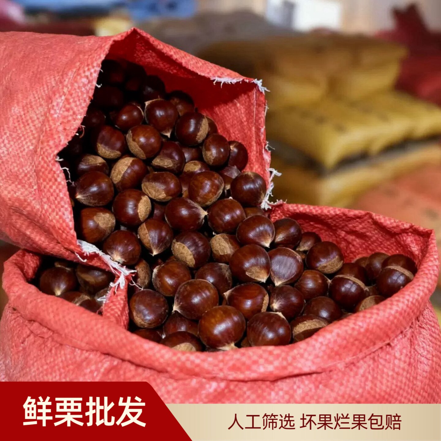 糖炒板栗整包批发迁西板栗包邮老树板栗山东新鲜油栗子炒锅专用