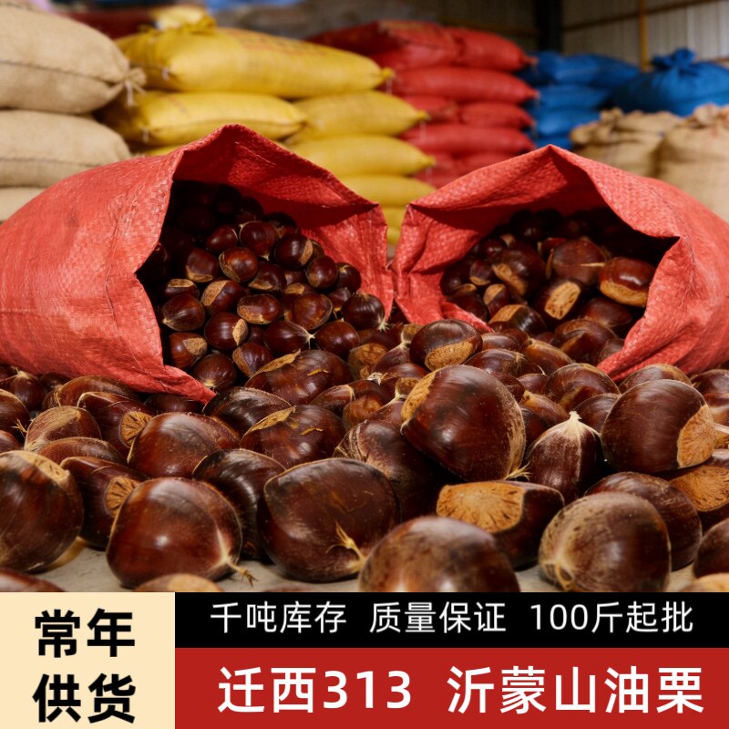板栗批发炒锅专用生板栗油栗糖炒栗子专用迁西板栗山东板栗