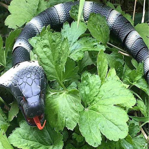 蛇活物销量排行榜 蛇活物品牌热度排名 小麦优选