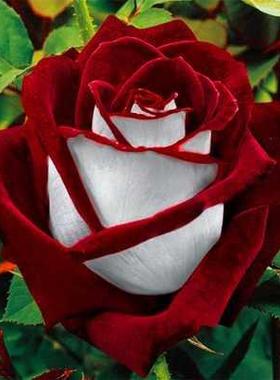 40Pcs/PackRareSdOsio