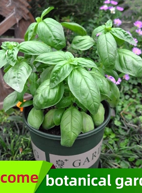 basil plants herbs mint rosemary thyme, spices Edible plant