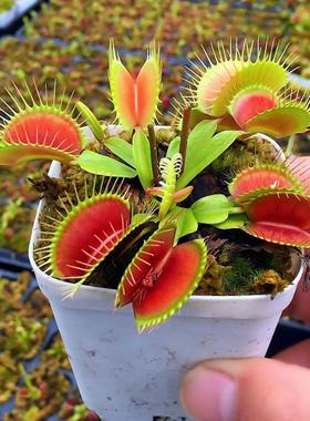 Dionaea Muscipula Giant Clip Venus Fly trap Seeds 50PCS Inse