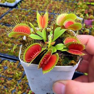 Clip Venus 50PCS Muscipula Inse Seeds Giant trap Dionaea Fly