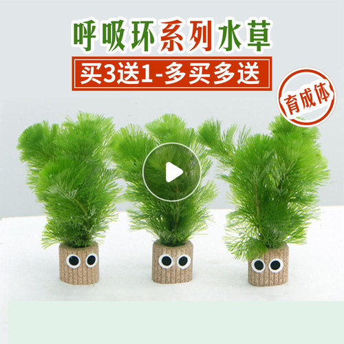 金鱼藻种子质量怎么样 金鱼藻种子口碑怎么样 小麦优选