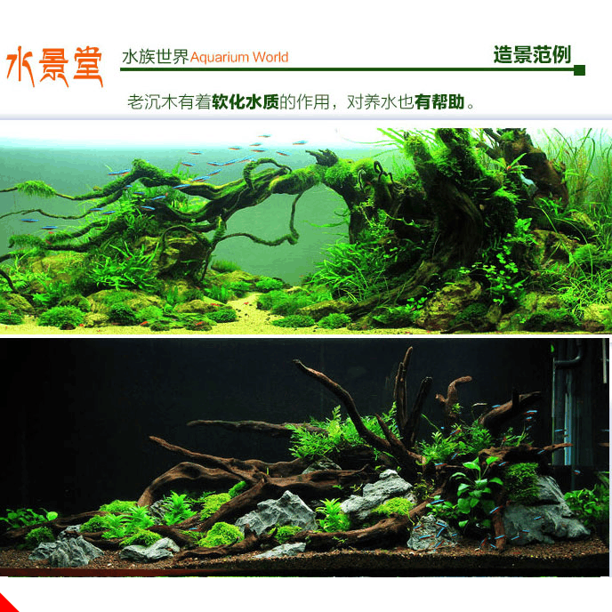 沉18木鱼缸懒人 鱼缸造景组合超白水草  石松皮石造景石头鱼缸造