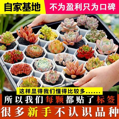 峨眉山小菠萝多肉植物铁甲丸麒麟群生大戟科块根好养桌面阳台盆栽