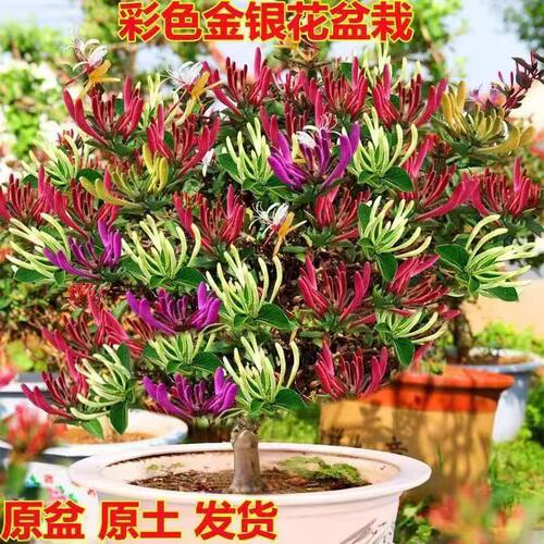 阳台金银花金银花树苗盆栽