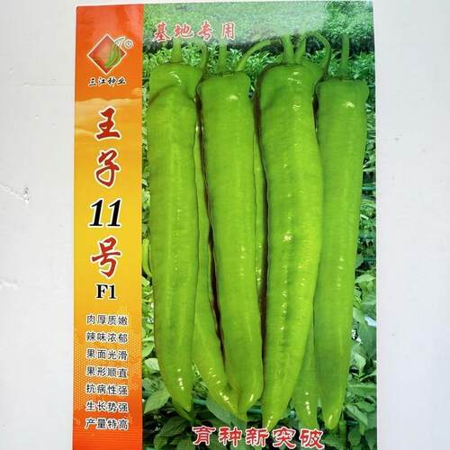 王子11号大椒种子辣椒尖椒牛角椒大羊角椒翠绿皮果直肉厚蔬菜基地