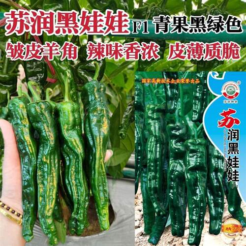 苏润黑娃娃皱皮椒种子大果特辣皱皱椒种子大黑皱皮辣椒种子皮薄脆