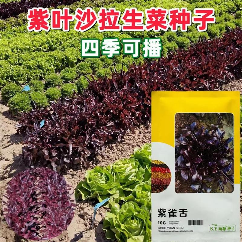 紫雀舌生菜种子红叶沙拉菜种籽高产盆栽阳台四季播蔬菜种营养野菜