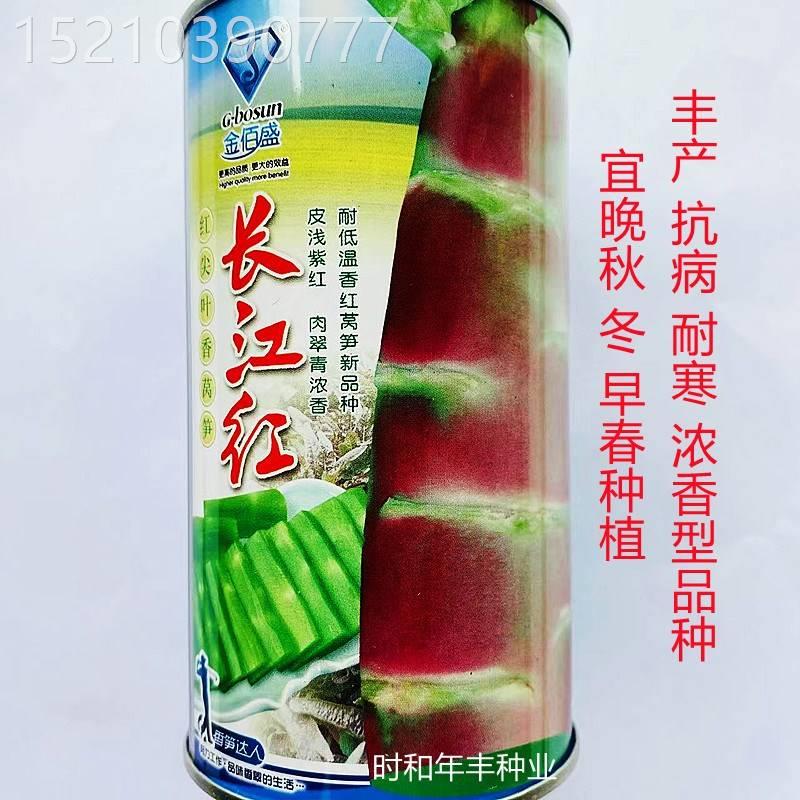 长江红红莴笋种子 红冠天下莴苣种籽高产抗病耐寒春秋冬季蔬菜孑