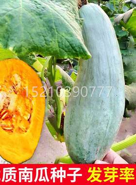 花皮南瓜种孑AWV七叶早南奇瓜神砍瓜早高产长吊瓜菜园播熟蔬菜种