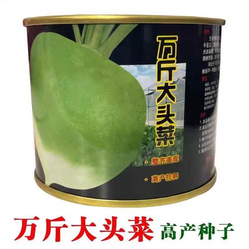 秋季播万斤大光芥菜光头芥菜种籽辣疙瘩种子辣菜嘎达咸菜高产易种