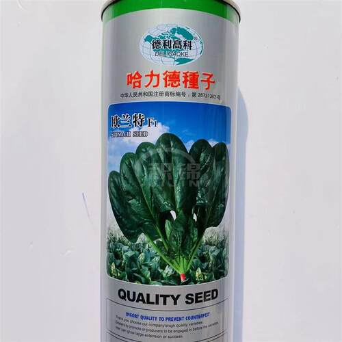 哈力德种子欧兰特F1菠菜种籽浓绿油亮生长速度快高产抗病春秋播种