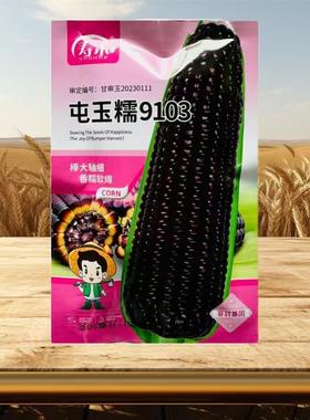 屯玉糯9103黑玉米黑甜糯玉米种子水果玉米非转种籽糯粘黑紫色