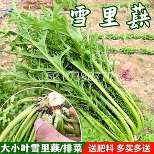 小叶雪里蕻种子红菜雪腌酸菜菜菜雪菜细叶种籽SUW九头鸟咸青菜