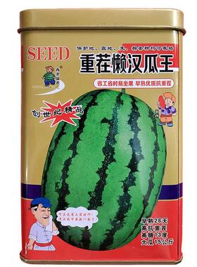 重懒瓜王新一早熟代西瓜种茬子抗旱抗病不整ZJG汉枝打岔大果西瓜