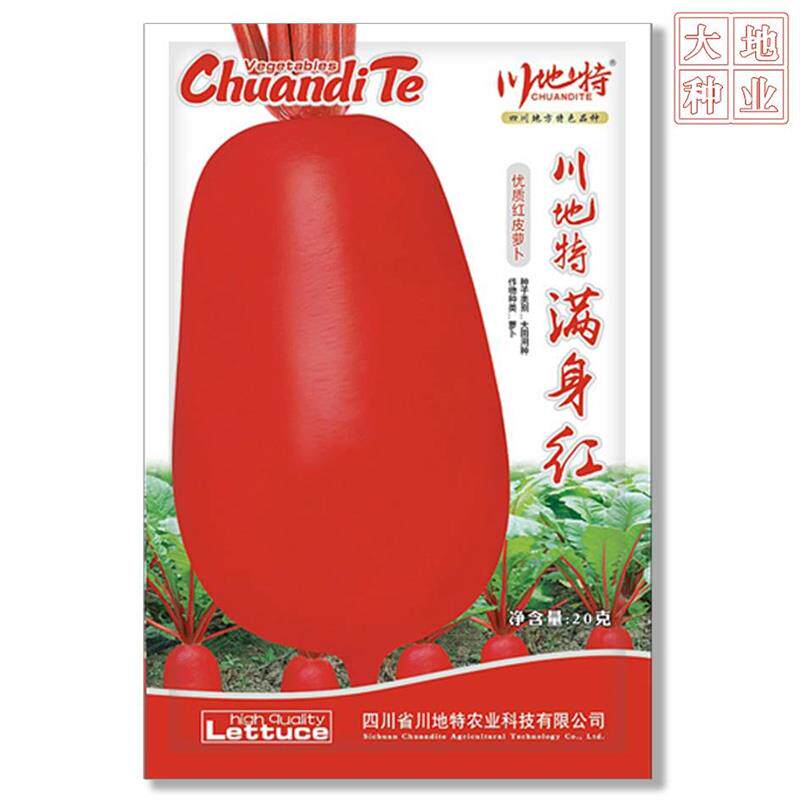 川地满身叶红萝卜种子早熟品种耐特热强红呈YBU琵琶叶形表皮基地