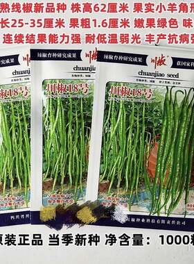 川椒18号辣椒种早熟线椒新品种连续坐果强蔬菜种子四季种植青线椒