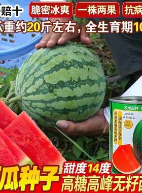 浪潮一号西瓜种子果实圆形肉质大红色耐热耐湿中早熟西瓜品种50克