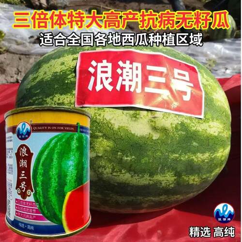 浪潮三号花皮无籽西瓜种子果肉大红中晚熟三倍体西瓜种籽质脆多汁