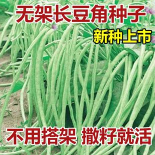 【新种上市】无架长豆角种子不搭架懒人豆角种籽高产农家蔬菜种子