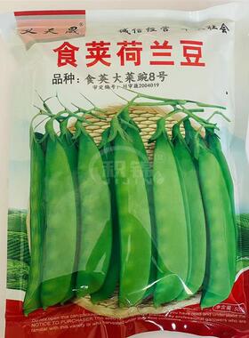 义天晟食荚荷兰豆大菜豌种子蔬菜种翠绿甜脆高产抗病商品性佳秋播