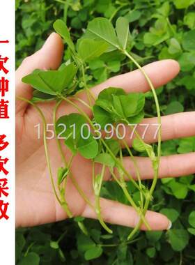 草金种花菜头GRI种子三苜叶秧草大叶黄花菜蓿菜籽特色养生野菜四