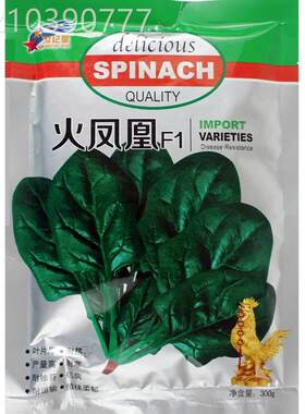 抗热F1火凤凰QCF伏播菠菜种产子油绿菜叶厚大叶高耐热菠菜盆种子
