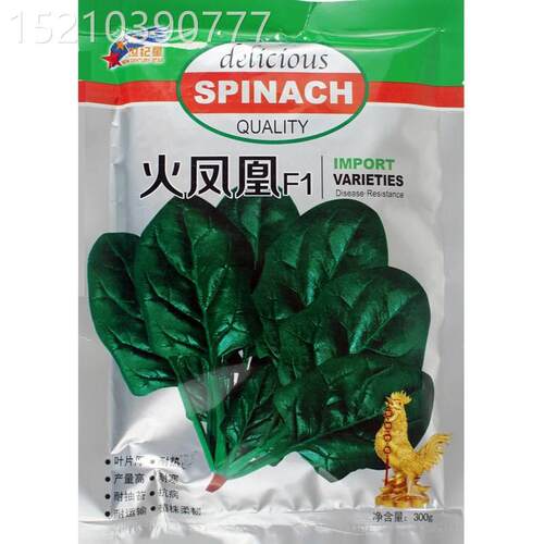 抗热F1火凤凰QCF伏播菠菜种产子油绿菜叶厚大叶高耐热菠菜盆种子