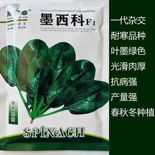 墨西科杂交菠菜种子速生大叶菠菜籽高产耐热耐寒菠菜种籽四季蔬菜