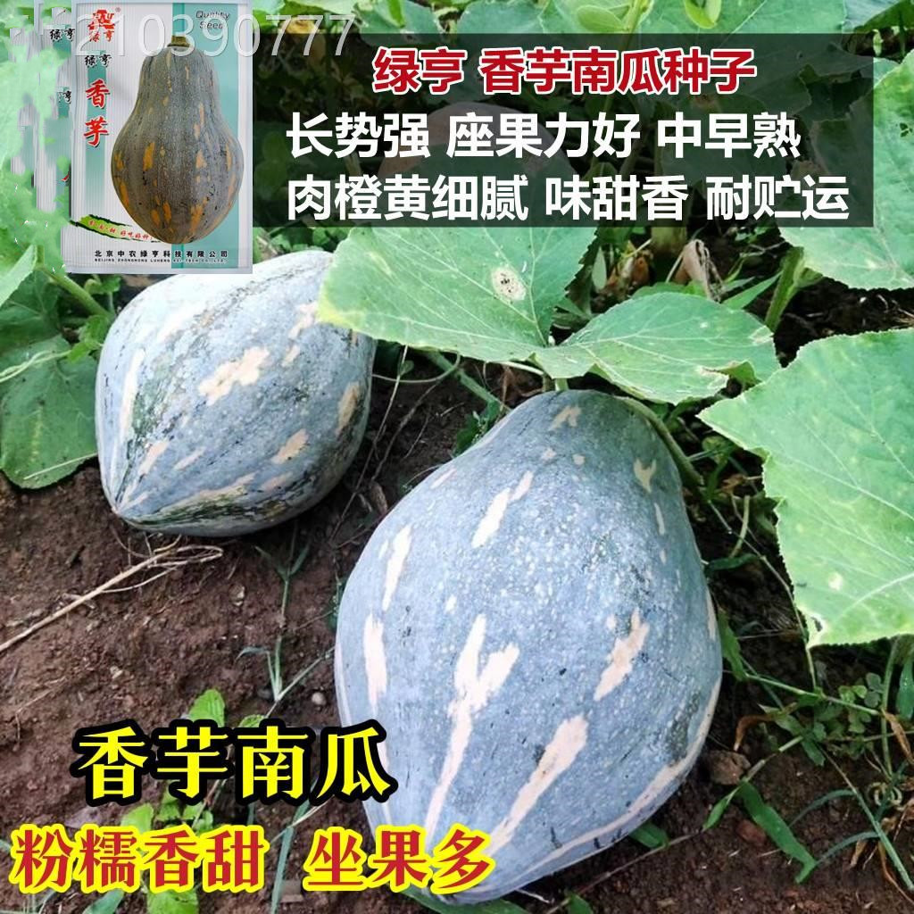绿亨香芋南瓜种子板栗粉糯味小南瓜种籽中早熟南瓜高产板粟香甜瓜图片