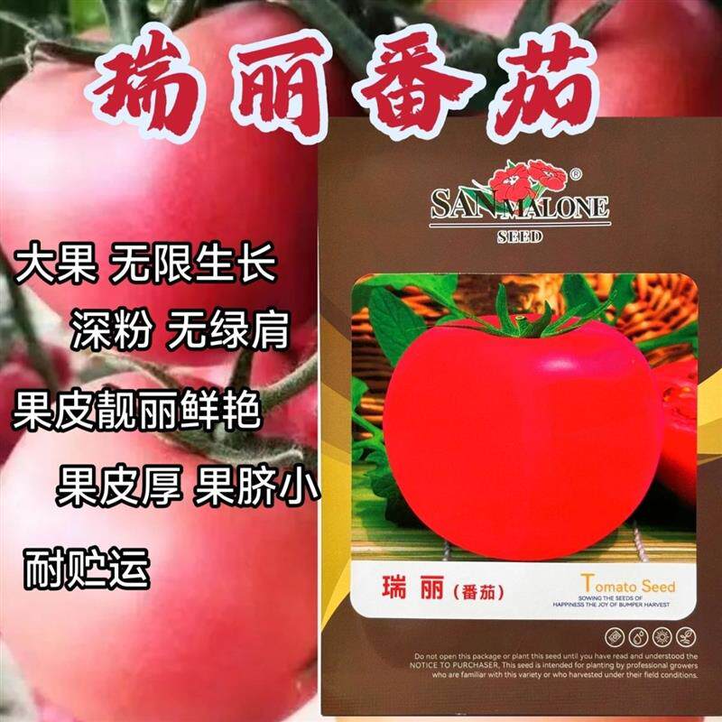 瑞丽西红柿种子粉红大果沙瓤无菌高产抗病耐寒蕃茄盆栽蔬菜种籽孑