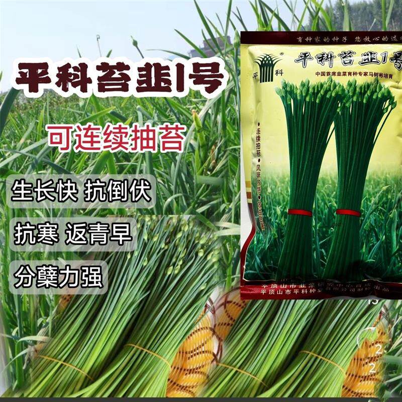 平科苔韭1号种子韭苔韭菜种籽早发耐寒抗病高产叶苔兼用型韭苔