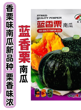 蓝香栗南瓜种子板栗南瓜种子高产甜糯板栗糯香甜四季蔬菜南瓜种籽