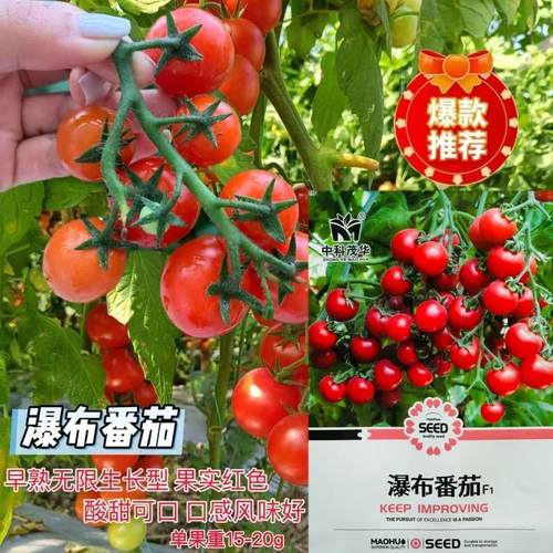 瀑布小番茄种子樱桃小番茄圣女果种籽串收高糖超甜多汁盆栽西红柿