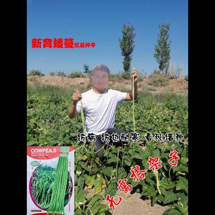 摘不败无架长豆角种子不用搭架子的长豆角蔬菜种籽四季播种长豇豆