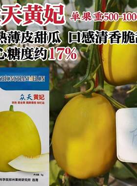 众天黄妃甜瓜种子薄皮早熟脆酥香甜梨形黄皮香瓜种籽脆甜水果种子