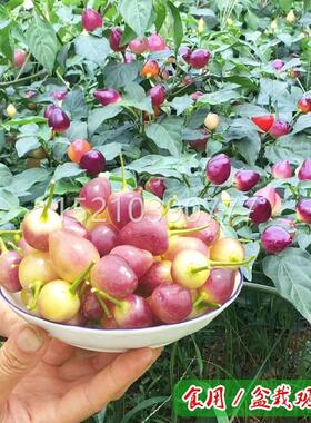 泡种子五彩椒辣樱用桃红椒CUQ种籽食观赏四季阳台盆椒栽蔬菜苗孑