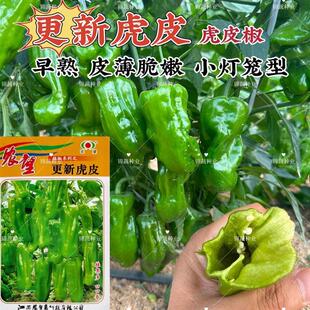 更新虎皮辣椒种子杂交早熟高产小灯笼形皮薄脆嫩马嘴虎皮泡椒种籽
