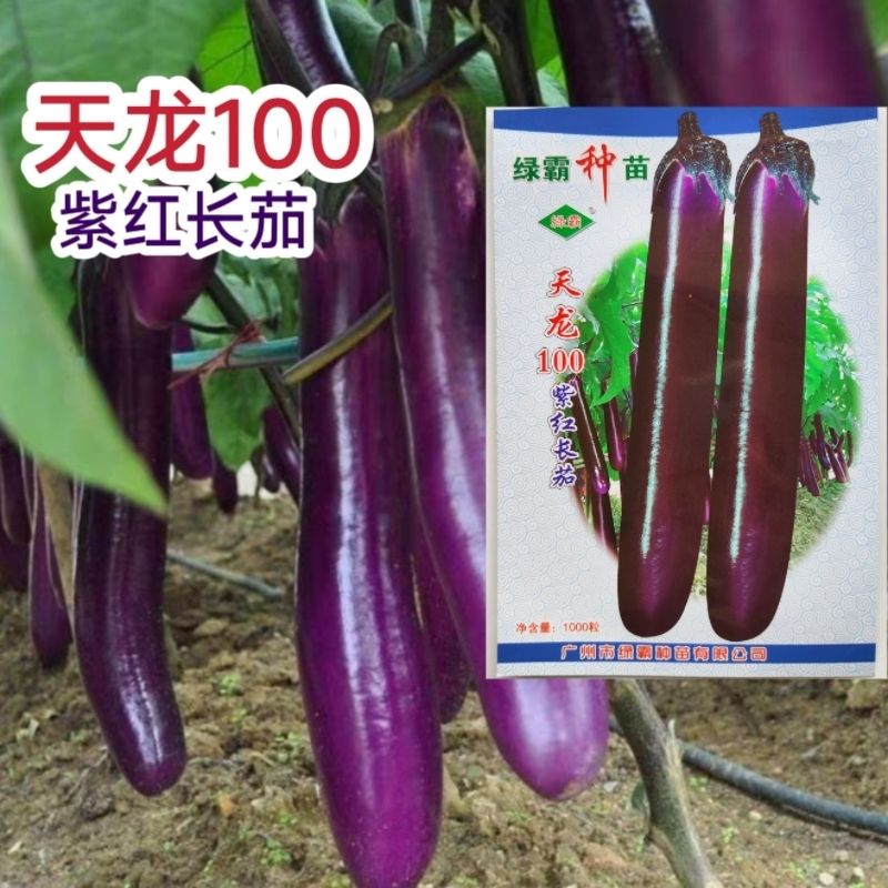 绿霸种苗天龙100紫红长茄子种子紫茄红茄种籽春秋冬季蔬菜种子