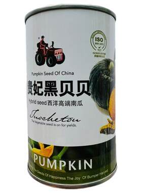 拖车头贵妃黑贝贝南瓜种子50粒