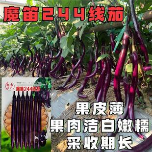 魔笛244线茄5早熟高产抗病果型长坐果率高采收期长果皮薄果肉嫩糯