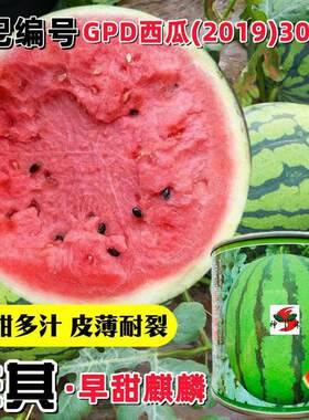 卡其早甜麒麟西瓜种子早熟甜脆多汁皮薄果易坐果大红瓤美度西瓜籽
