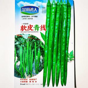 软青线辣椒种子一代交椒条顺直辣味浓QIU皮皮薄杂厚口感香采肉收