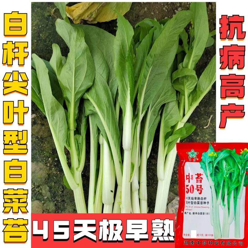 中苔50号白菜苔种子极早熟45天白菜苔抗病耐热白杆尖叶白菜苔种子