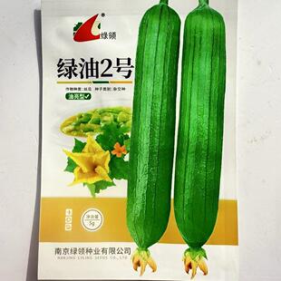 南京绿领种业 绿油2号 油亮丝瓜种籽 高产抗病绿油二号短丝瓜种子