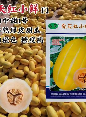 众天红小鲜甜瓜种子特早熟厚皮甜瓜种子金黄皮果肉橙色糖度高香瓜